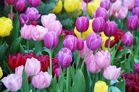 Trồng hoa tulip chơi Tết đơn giản tại nhà