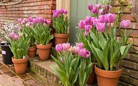 Trồng hoa tulip chơi Tết đơn giản tại nhà