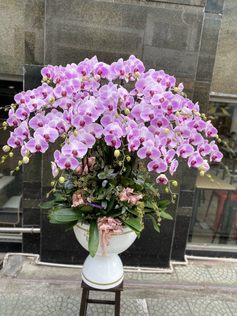 Hoa Lan Hồ Điệp