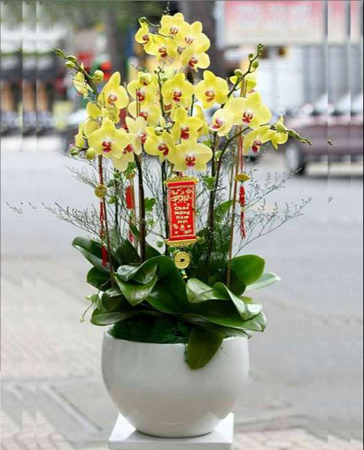 Loài hoa lan đẹp
