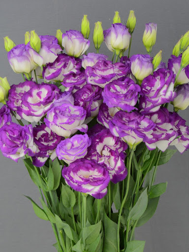 Cách Bó Hoa Cát Tường