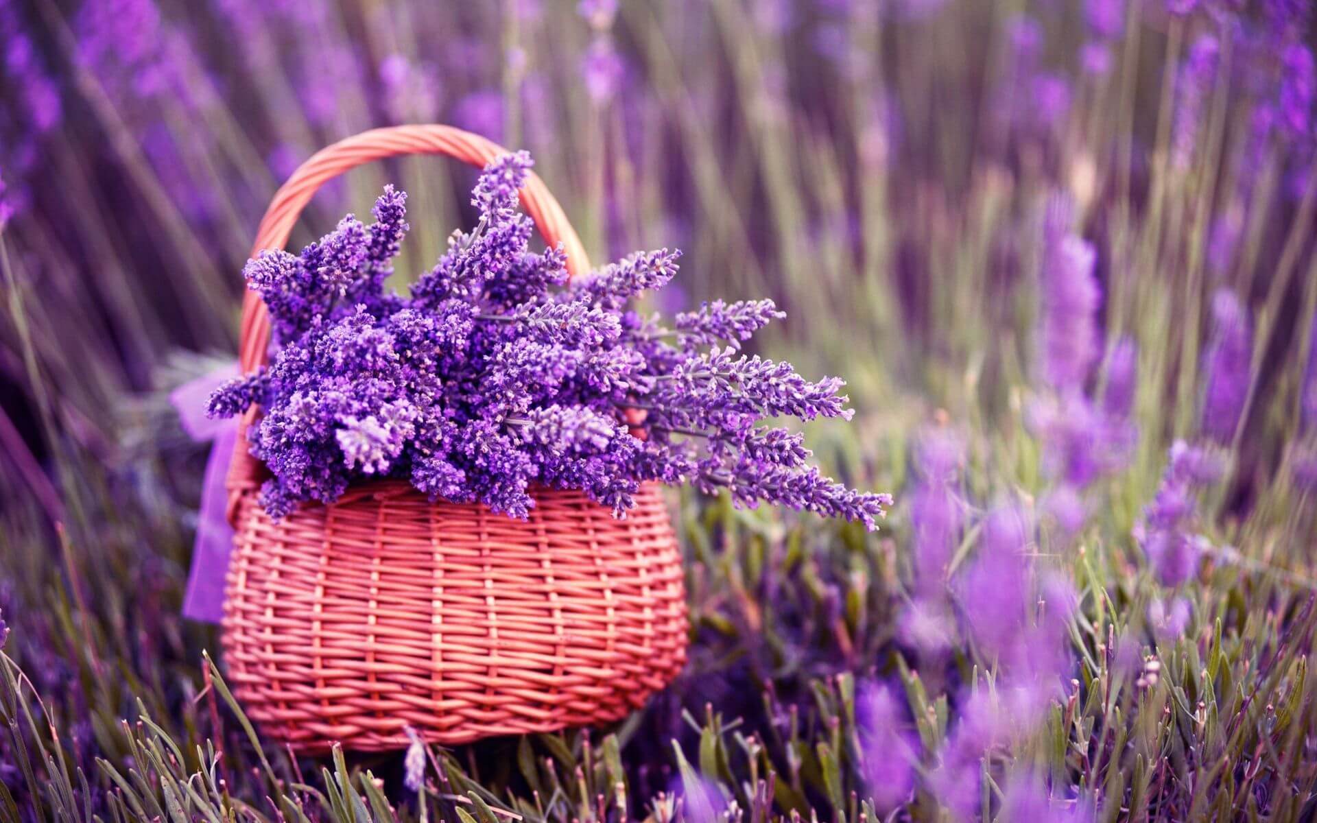 Ý Nghĩa Loài Hoa Lavender