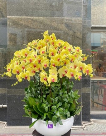 Chậu Lan Hồ Điệp Sức Khỏe Hạnh Phúc